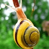 snail