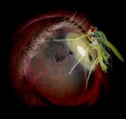 Взгляд из коробки