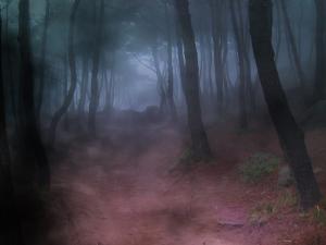 Загадка леса